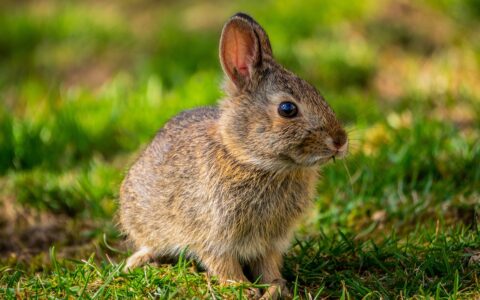 最简单的讲故事的模板，任何人都可以用它快速写出一个引人入胜的故事