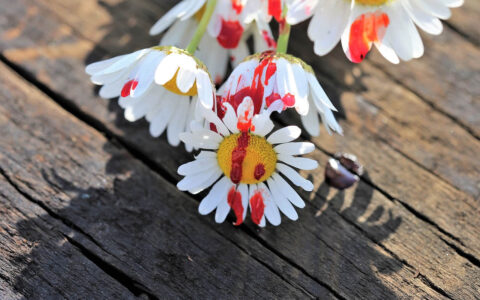 适合手机的三角架的使用技巧、推荐品牌与型号、没有支架或稳定器的解决方案？