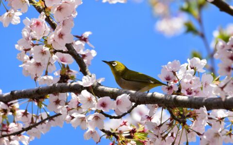AI（人工智能）时间，适合自媒体人尝试的方向也发生了变化，我总结了10个方向，供老师们参考