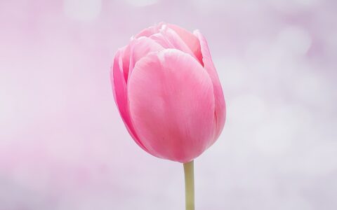 在短视频平台上，有哪些有效的SEO策略可以提升视频的搜索排名？