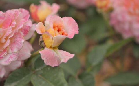 如何使用 Final Cut Pro X 的颜色校正工具来增强视频的色彩效果？