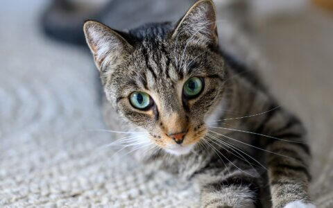 揭秘：头部知识博主都在用的 AI 智能体创作法