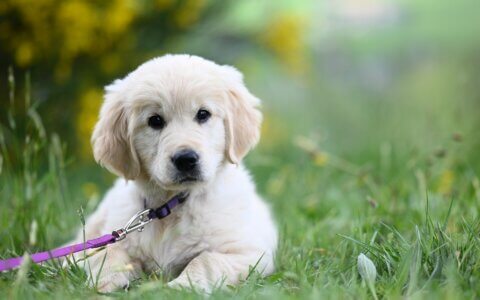 别卷了！学会用 AI 智能体，你的录课效率能翻 5 倍